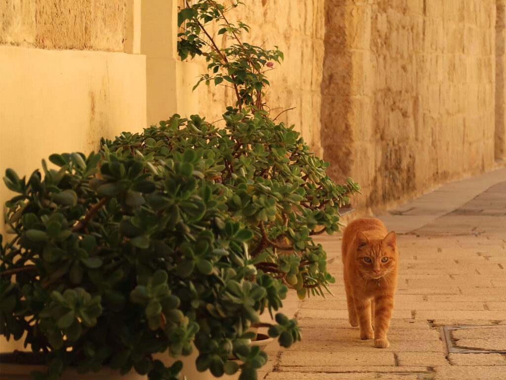 The Coastal Cat Sanctuary: Creating a Community Haven in Sliema